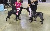  - International Dog Show - Kirchberg (24-25/08/24)