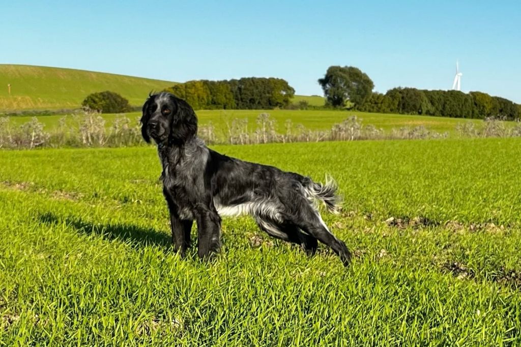 CH. Sequela jim du marais des albrans
