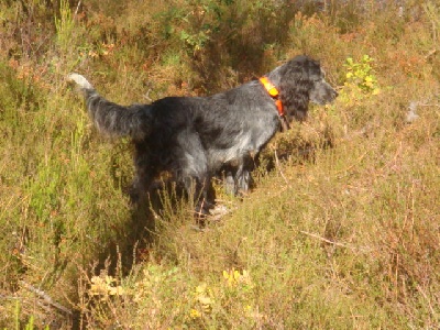 du Clos Maldav - La Championne de France d ' Automne 2009 vue par son dresseur