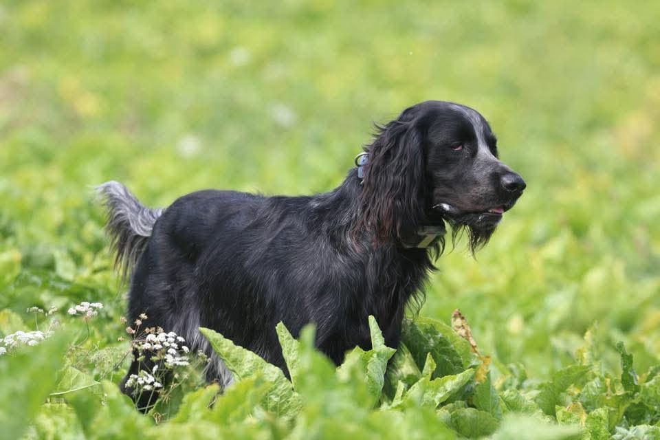 du Clos Maldav - Field-Trial sur Gibier Naturel - Pi?czów (04/10/25)