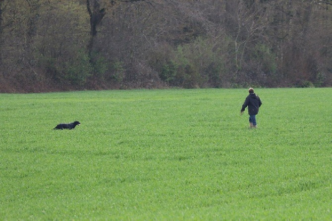du Clos Maldav - Field-Trial de Printemps à Therdonne (04/04/16)