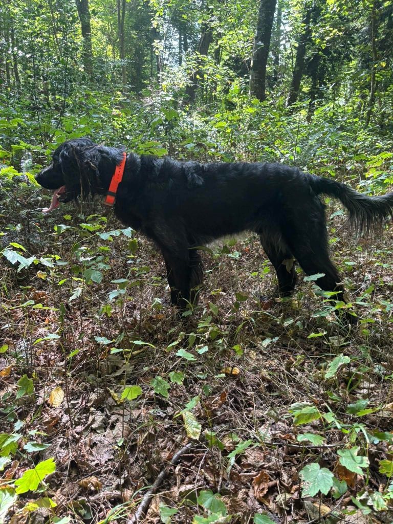 du Clos Maldav - Field-Trial sur Gibier Naturel - Pi?czów (30/09/25)