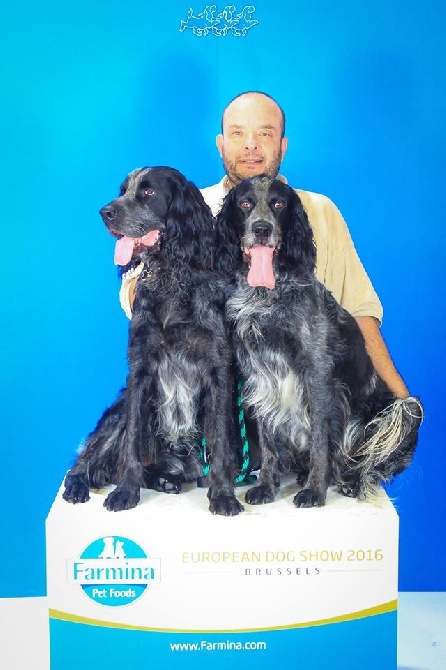 du Clos Maldav - Européan Dog Show 2016 (26/08/16)