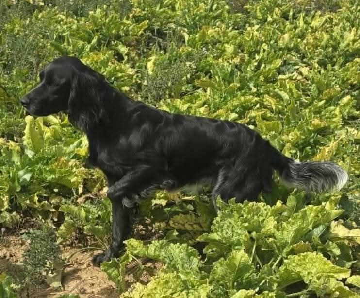 du Clos Maldav - Field-Trial sur Gibier Naturel - Pi?czów (04/10/25)