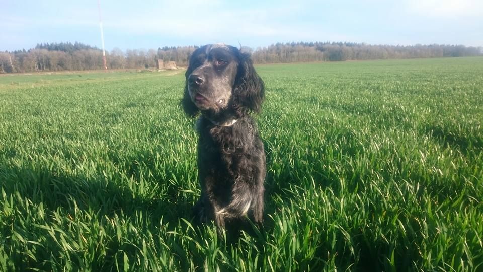 du Clos Maldav - Field-Trial de Printemps à Hénencourt