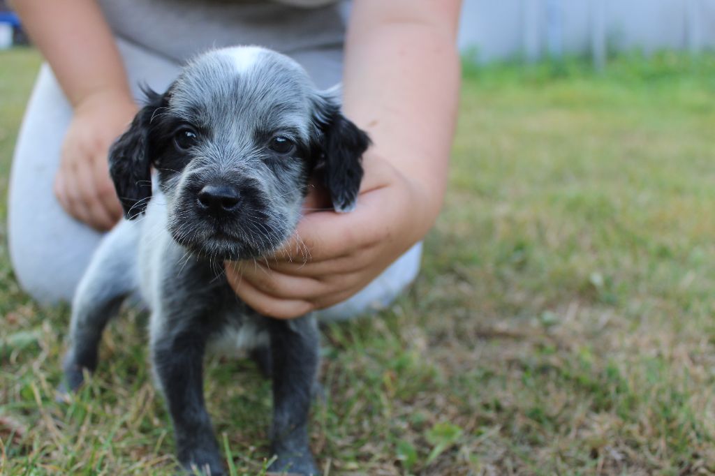 du Clos Maldav - Chiots disponibles - Epagneul bleu de Picardie