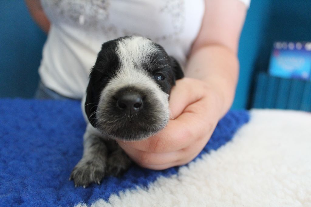 du Clos Maldav - Chiots disponibles - Epagneul bleu de Picardie