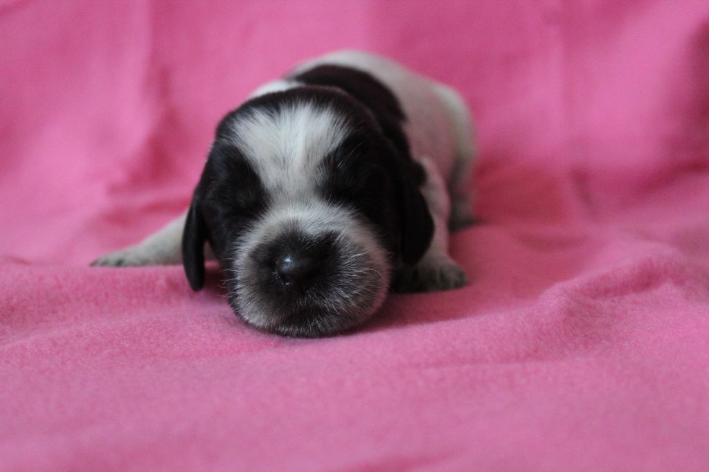 du Clos Maldav - Chiots disponibles - Epagneul bleu de Picardie