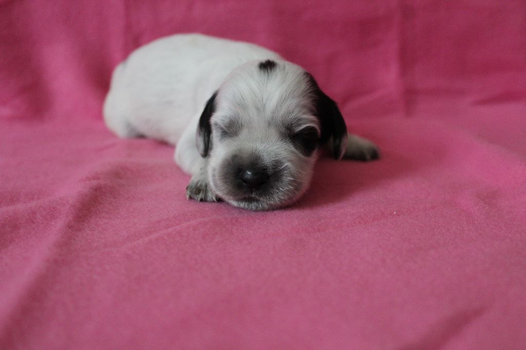 du Clos Maldav - Chiots disponibles - Epagneul bleu de Picardie