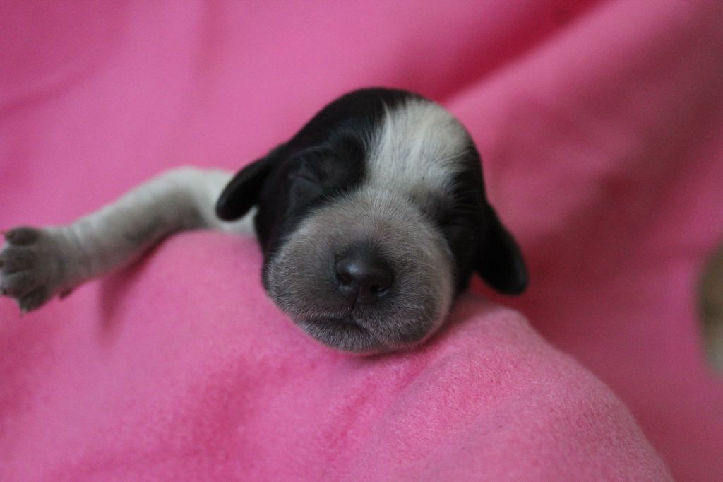 du Clos Maldav - Chiots disponibles - Epagneul bleu de Picardie
