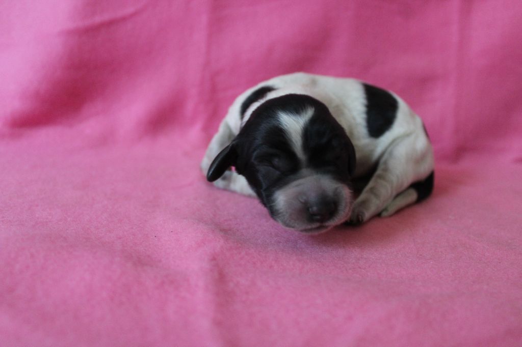 du Clos Maldav - Chiots disponibles - Epagneul bleu de Picardie