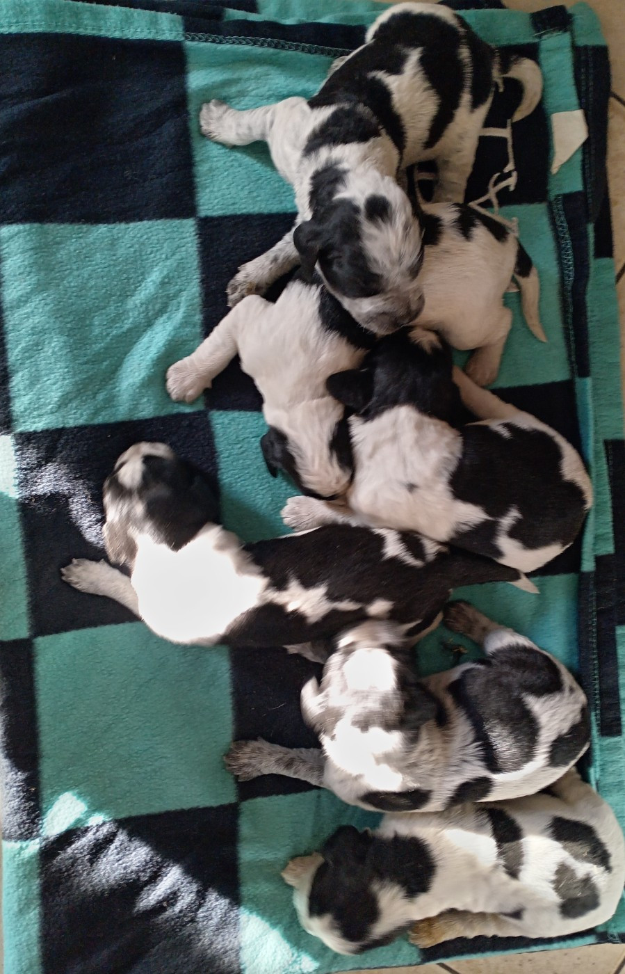 du Clos Maldav - Epagneul bleu de Picardie - Portée née le 04/01/2026