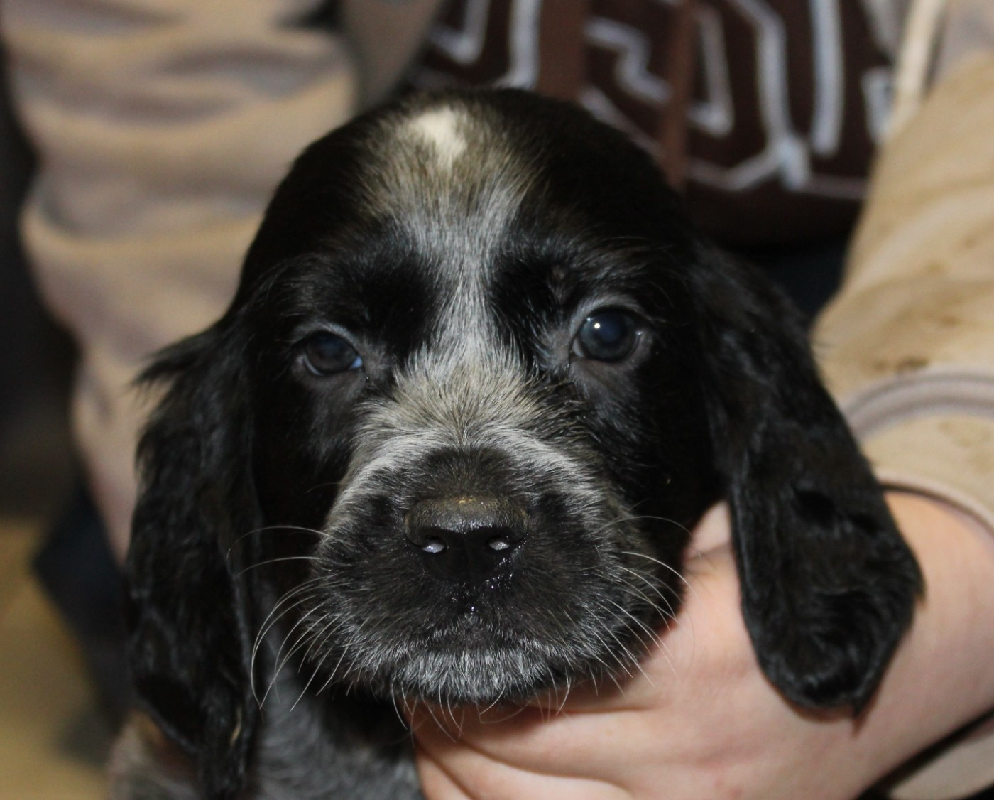 du Clos Maldav - Chiots disponibles - Epagneul bleu de Picardie