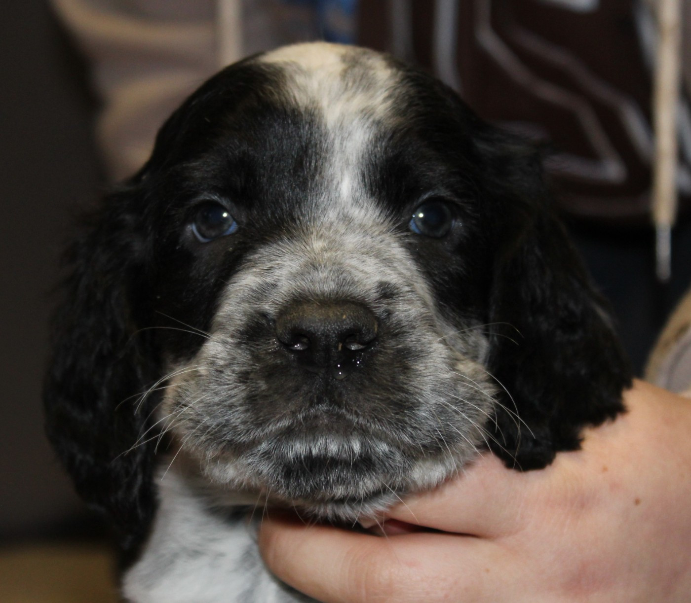 du Clos Maldav - Chiots disponibles - Epagneul bleu de Picardie