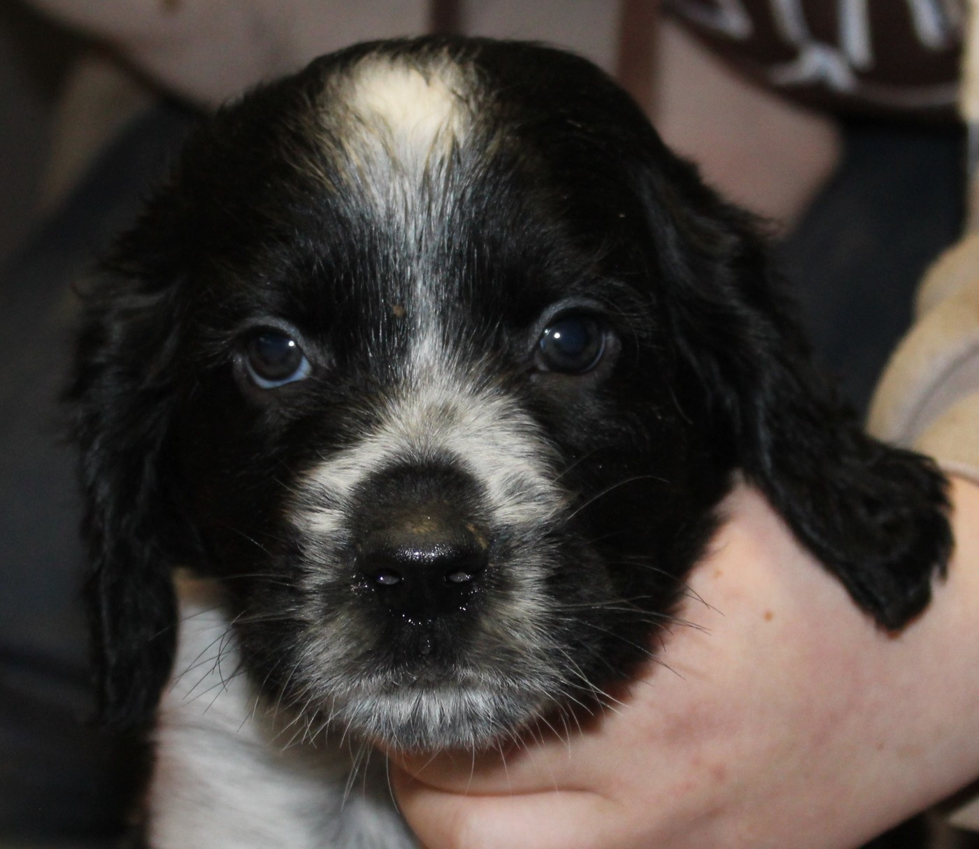 du Clos Maldav - Chiots disponibles - Epagneul bleu de Picardie