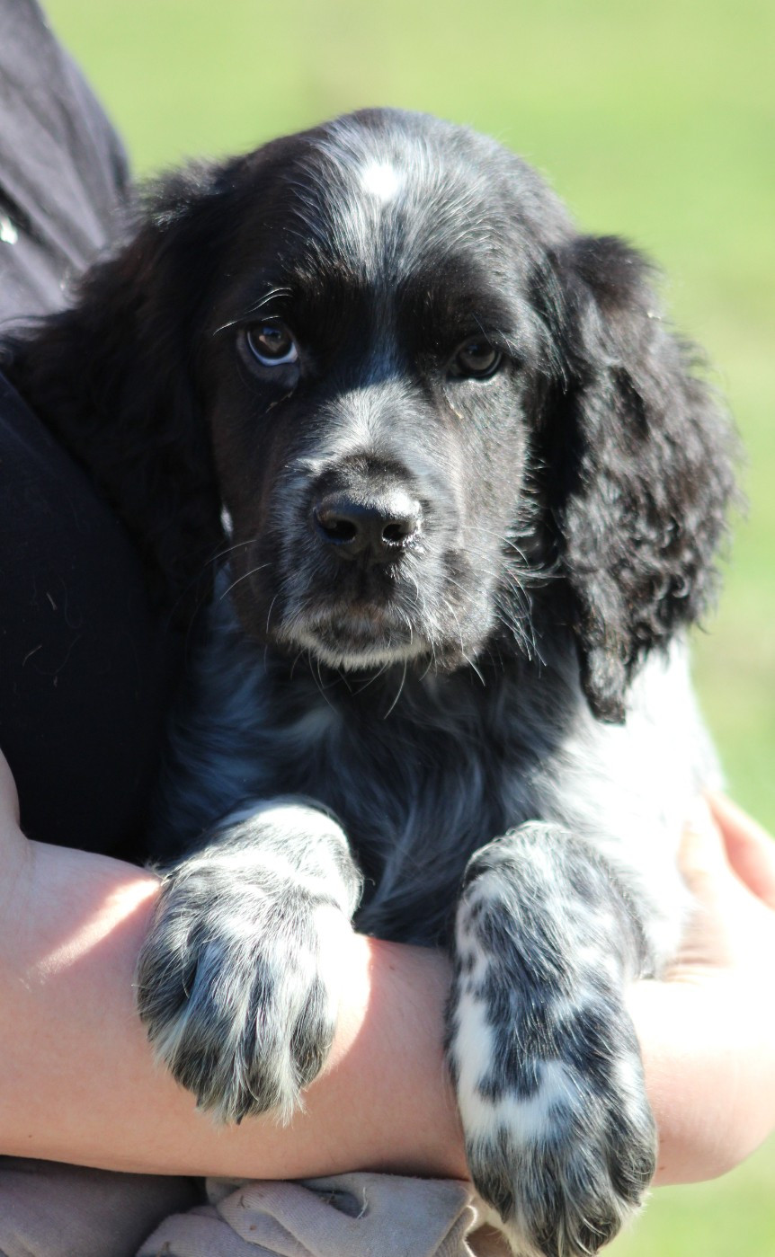 du Clos Maldav - Chiots disponibles - Epagneul bleu de Picardie