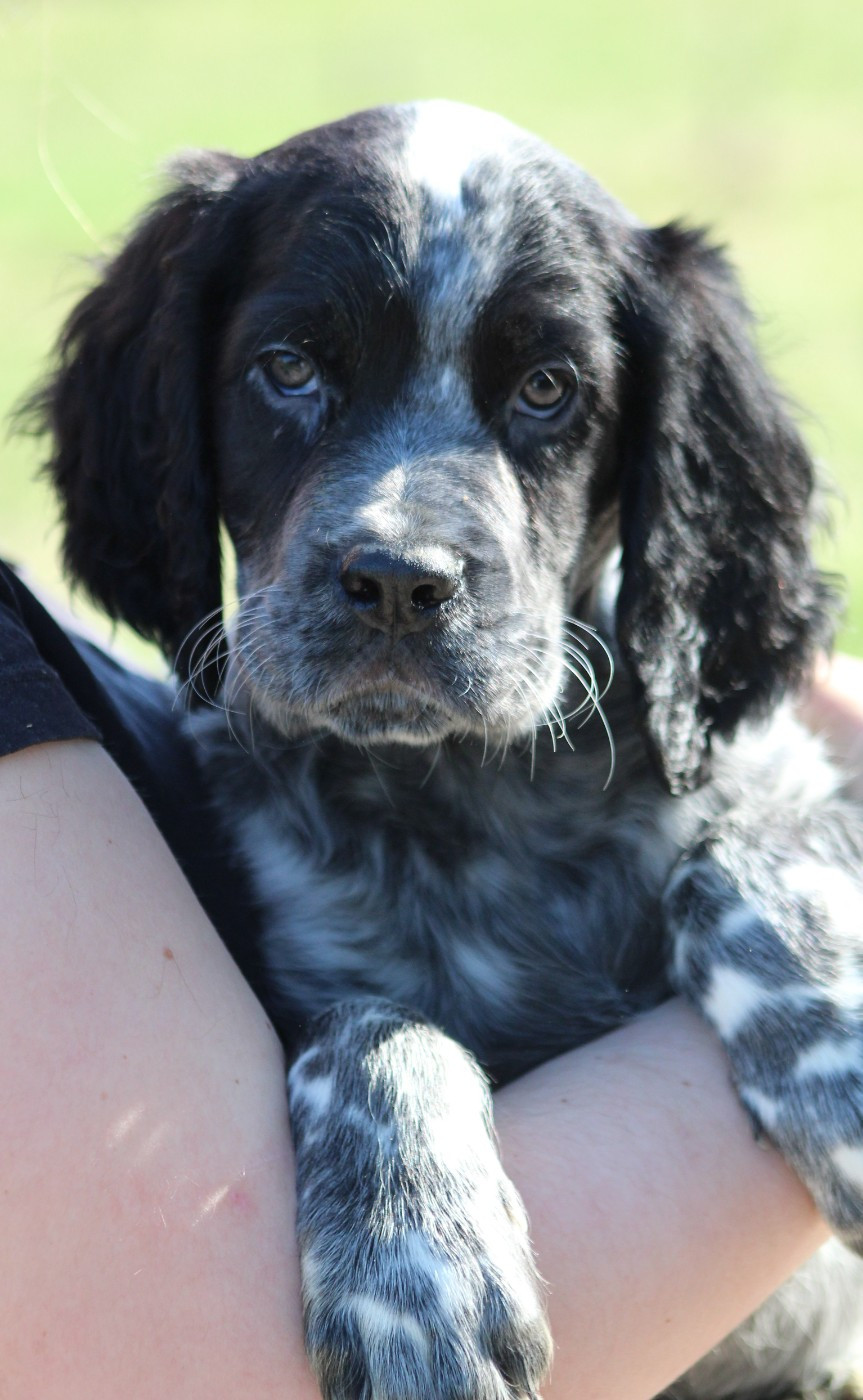 du Clos Maldav - Chiots disponibles - Epagneul bleu de Picardie