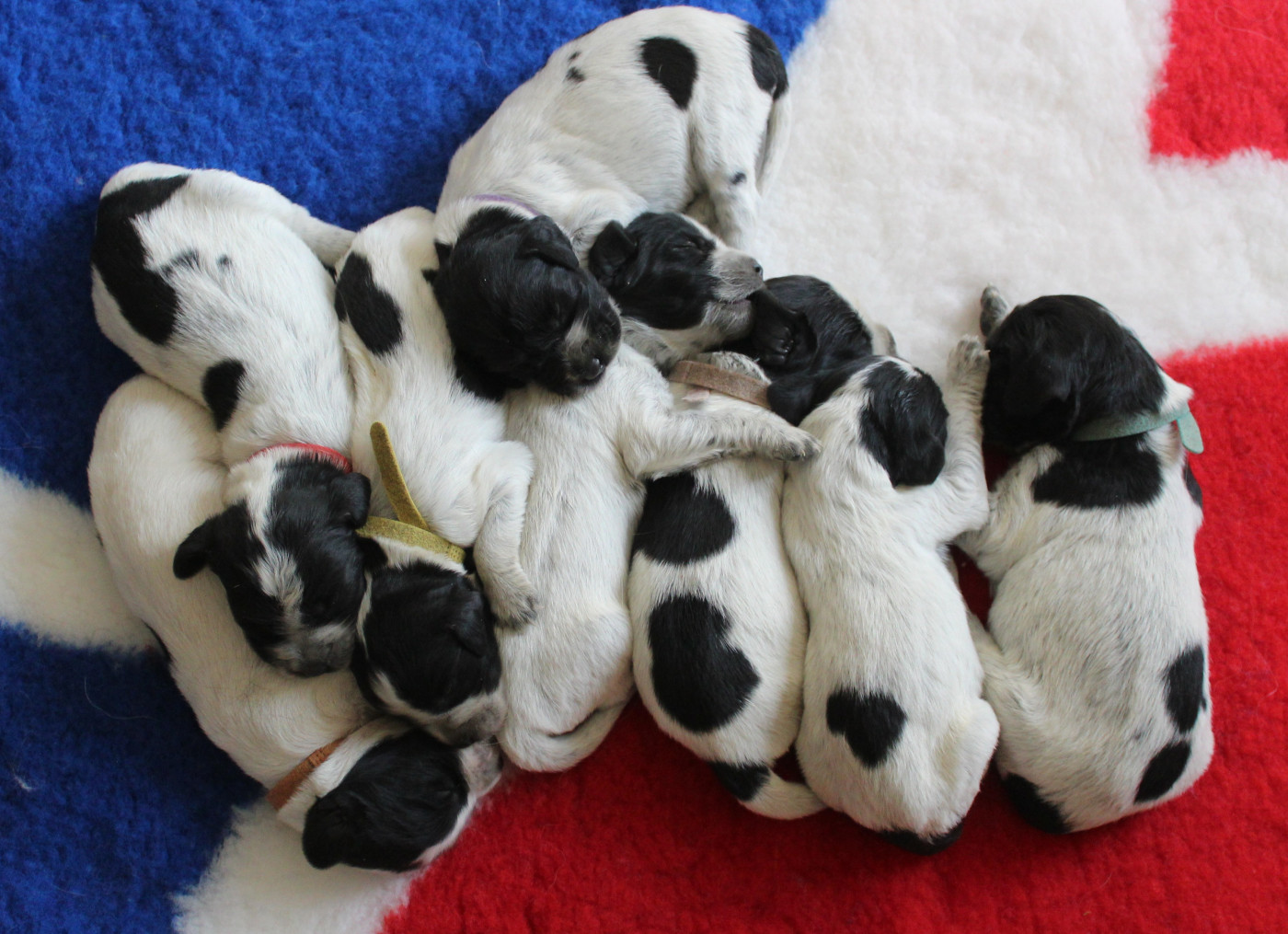 du Clos Maldav - Epagneul bleu de Picardie - Portée née le 28/02/2026