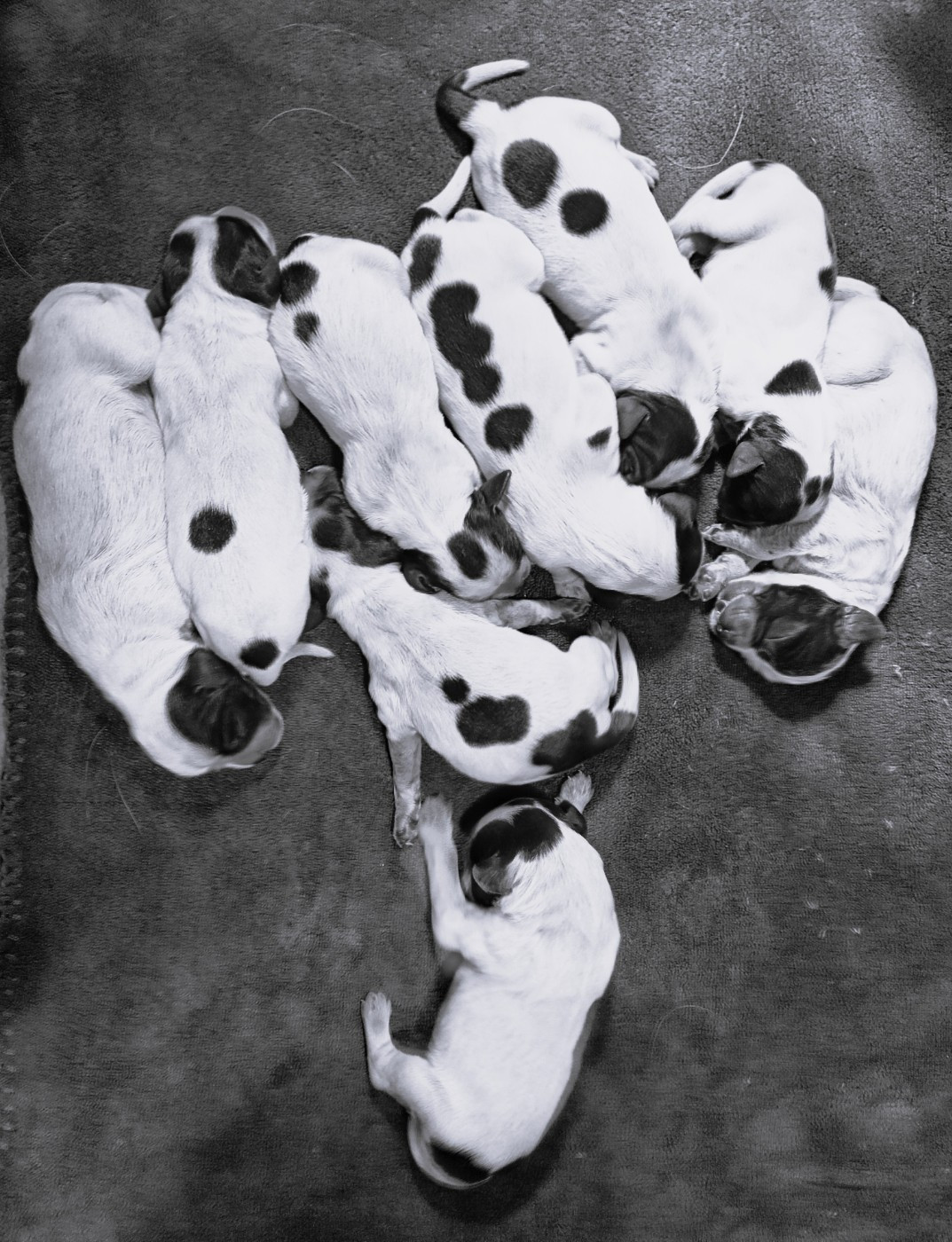 Chiot Epagneul bleu de Picardie du Clos Maldav