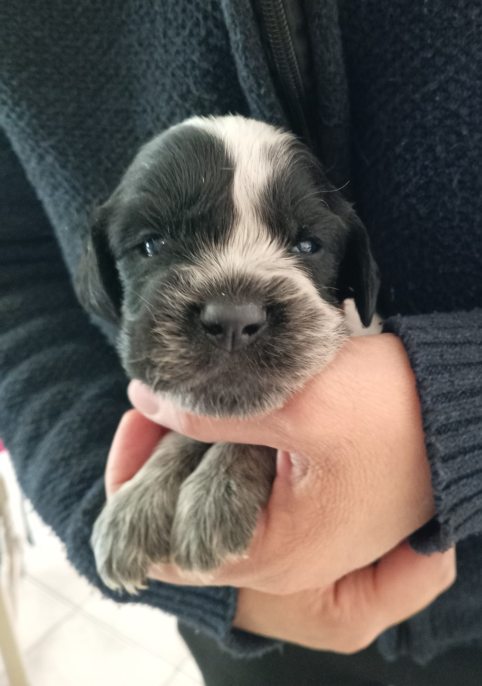 du Clos Maldav - Chiots disponibles - Epagneul bleu de Picardie