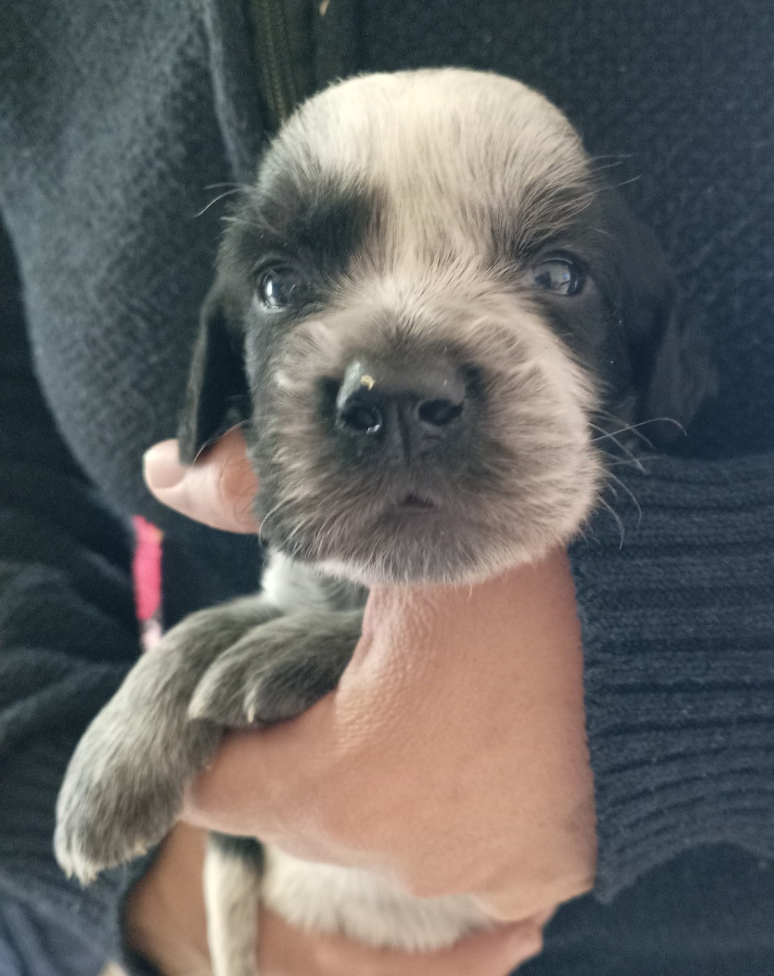 du Clos Maldav - Chiots disponibles - Epagneul bleu de Picardie