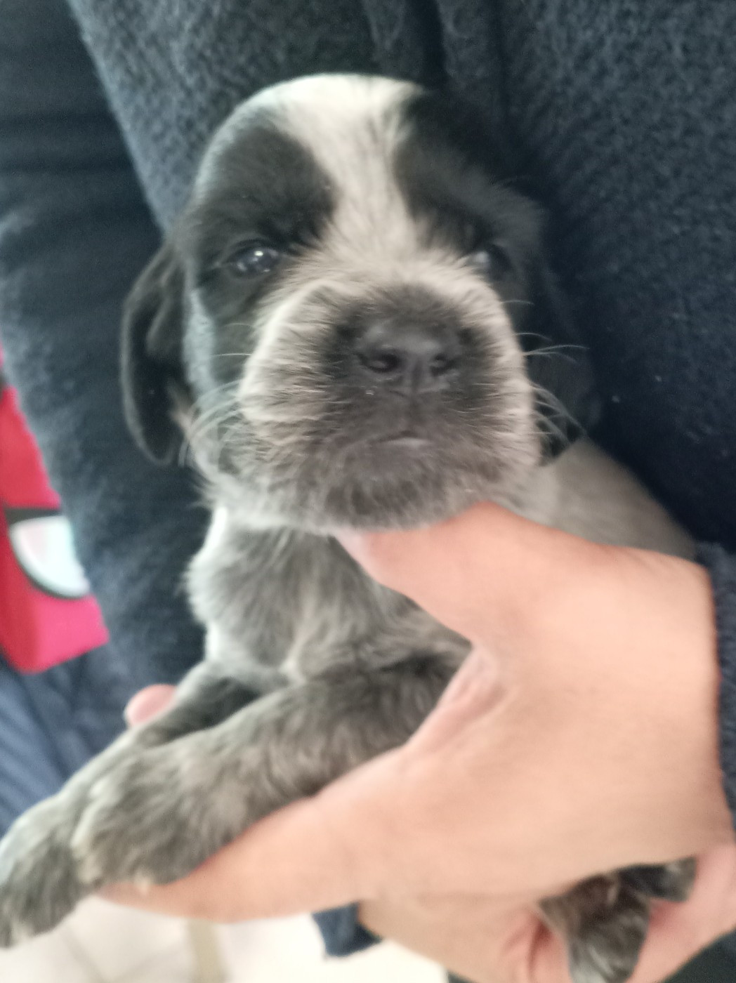 du Clos Maldav - Chiots disponibles - Epagneul bleu de Picardie