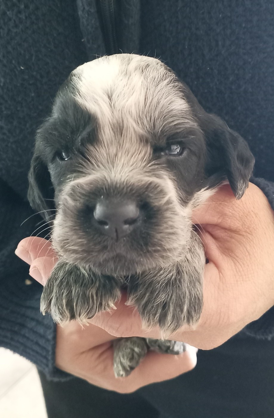 du Clos Maldav - Chiots disponibles - Epagneul bleu de Picardie