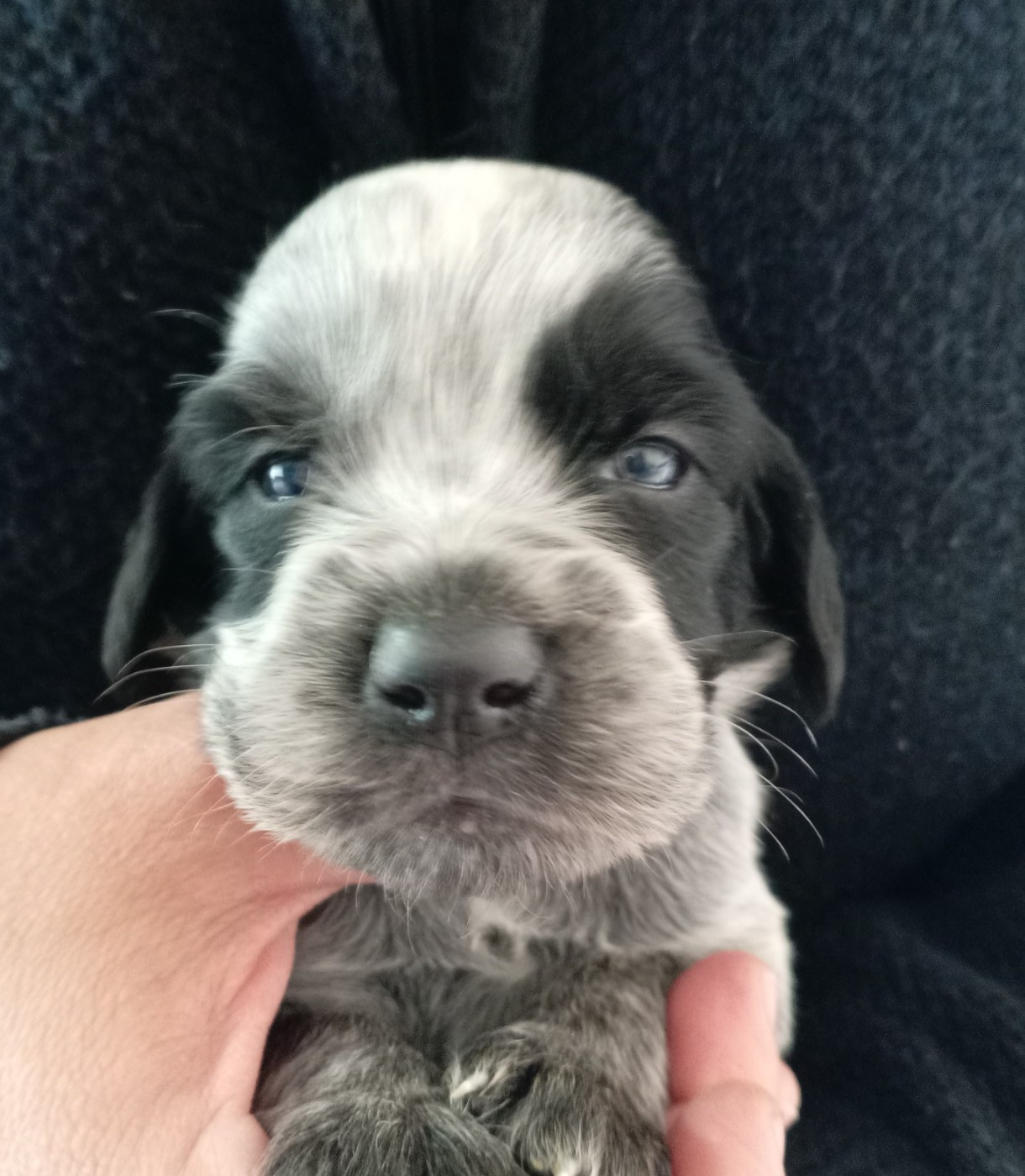 du Clos Maldav - Chiots disponibles - Epagneul bleu de Picardie