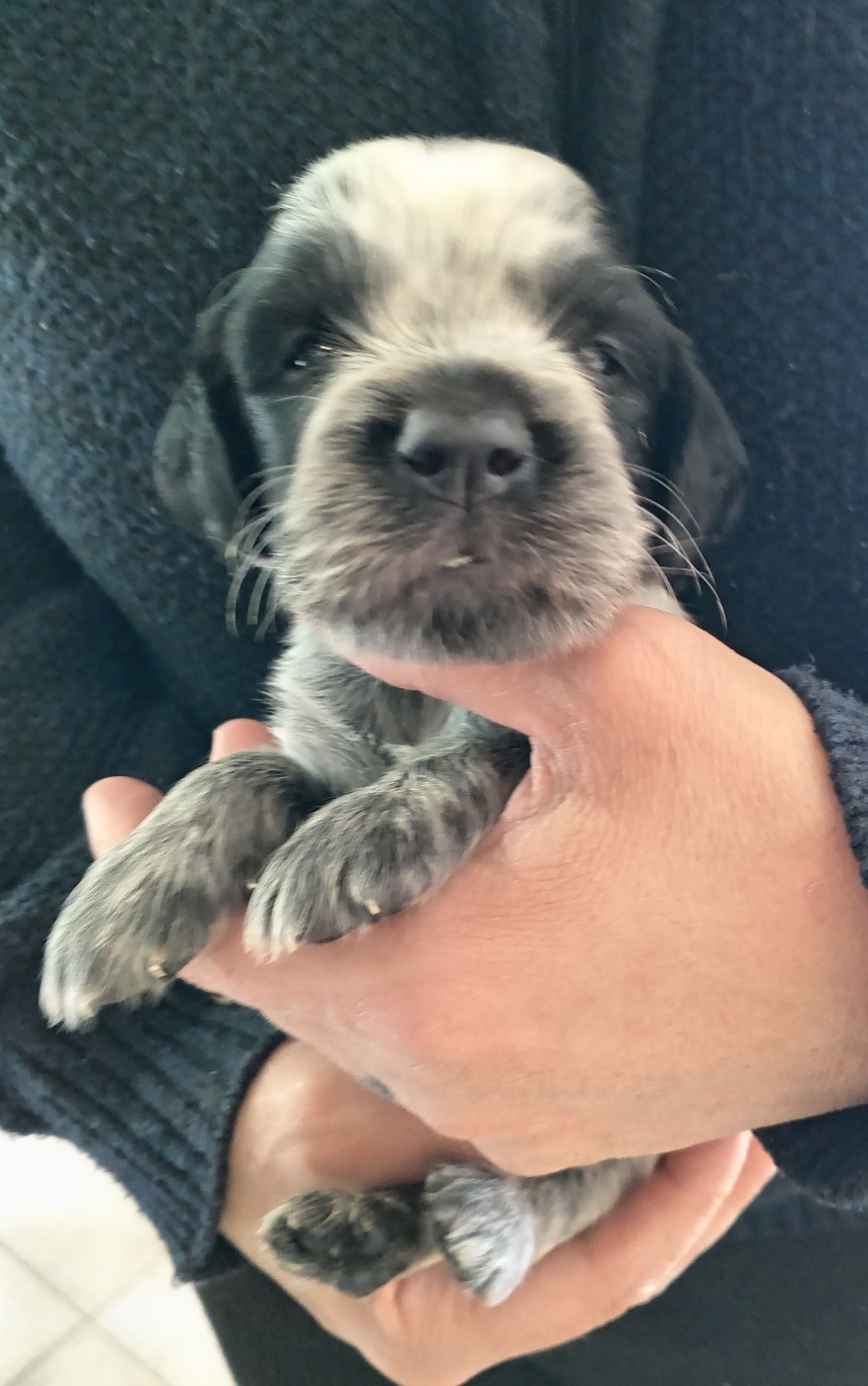 du Clos Maldav - Chiots disponibles - Epagneul bleu de Picardie