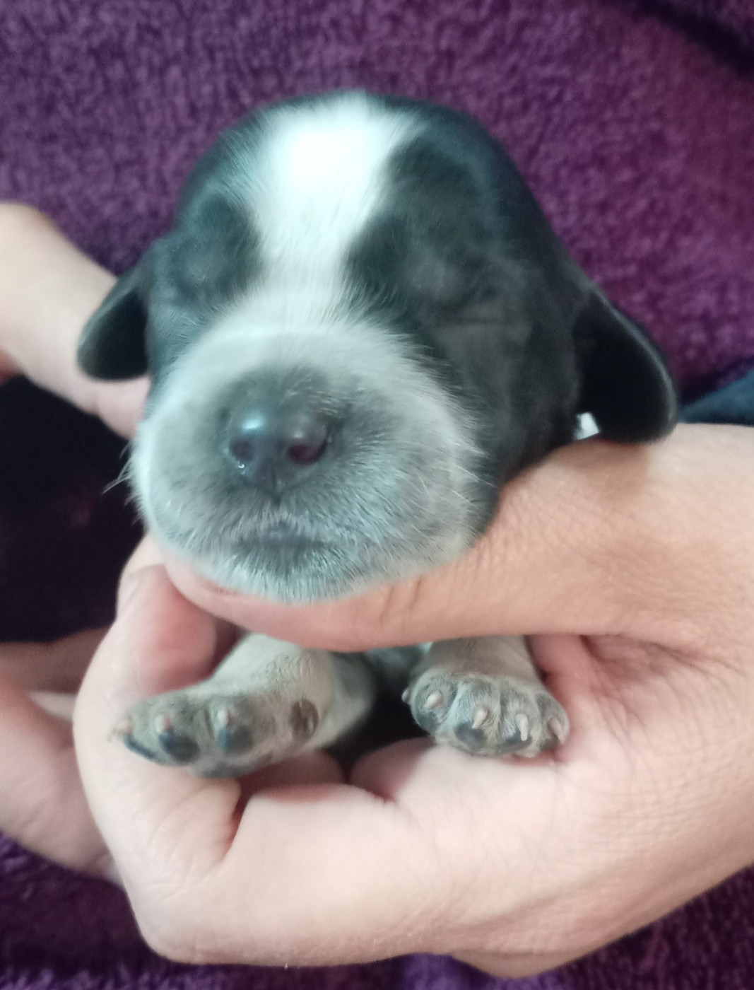 du Clos Maldav - Chiots disponibles - Epagneul bleu de Picardie