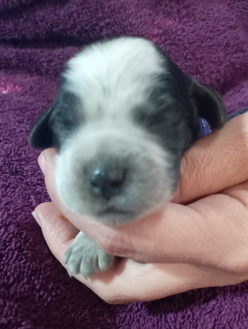 du Clos Maldav - Chiots disponibles - Epagneul bleu de Picardie