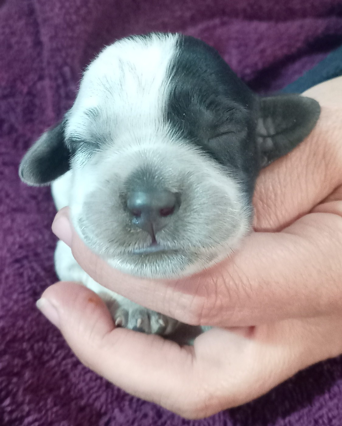 du Clos Maldav - Chiots disponibles - Epagneul bleu de Picardie