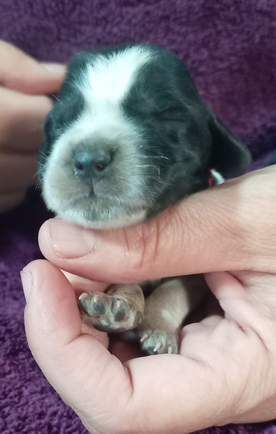 du Clos Maldav - Chiots disponibles - Epagneul bleu de Picardie