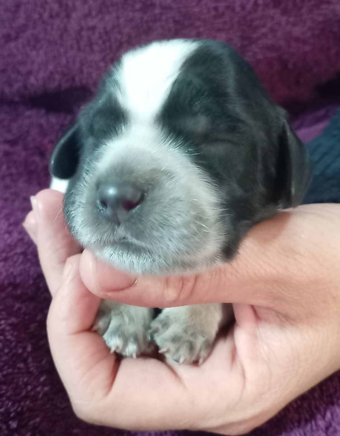 du Clos Maldav - Chiots disponibles - Epagneul bleu de Picardie