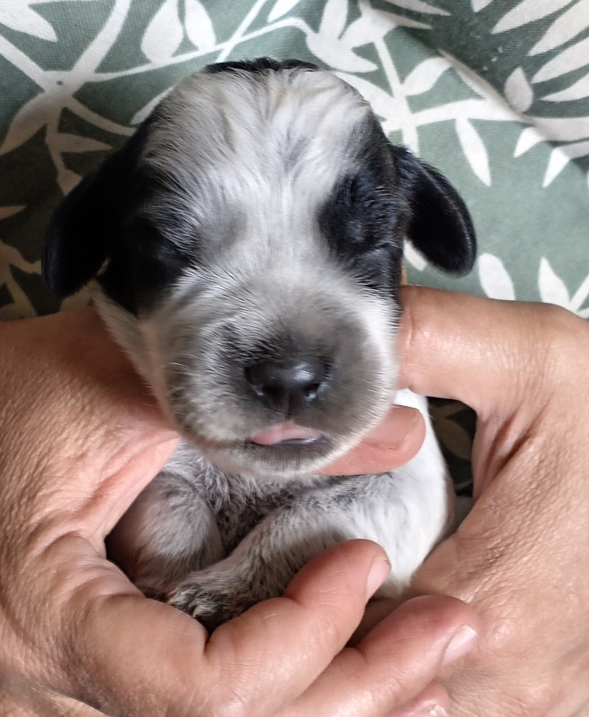 du Clos Maldav - Chiots disponibles - Epagneul bleu de Picardie