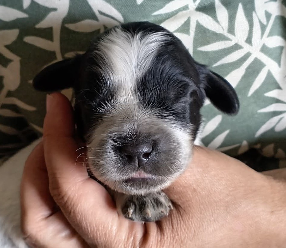 du Clos Maldav - Chiots disponibles - Epagneul bleu de Picardie