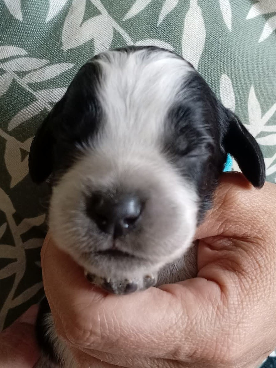 du Clos Maldav - Chiots disponibles - Epagneul bleu de Picardie