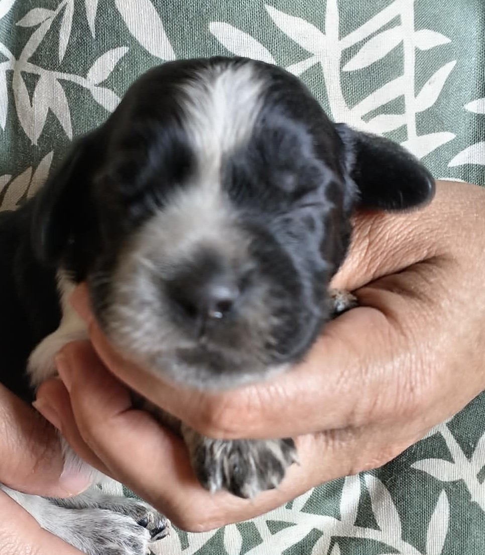 du Clos Maldav - Chiots disponibles - Epagneul bleu de Picardie