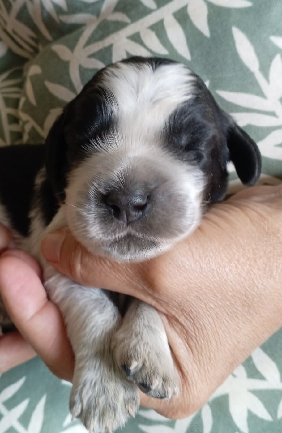 du Clos Maldav - Chiots disponibles - Epagneul bleu de Picardie