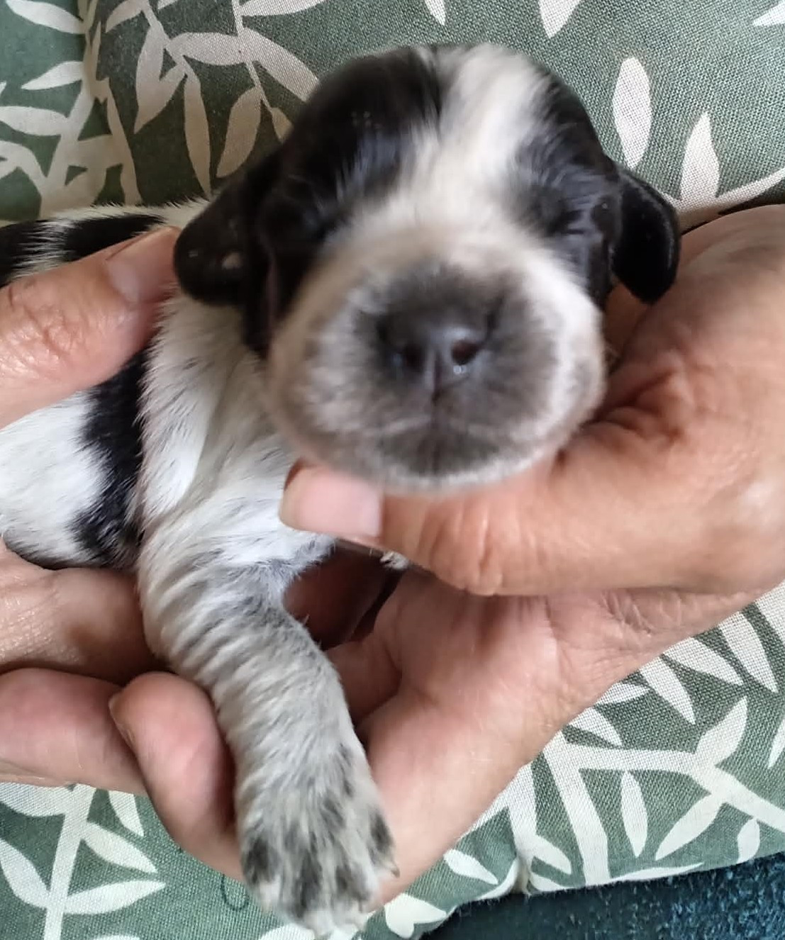 du Clos Maldav - Chiots disponibles - Epagneul bleu de Picardie
