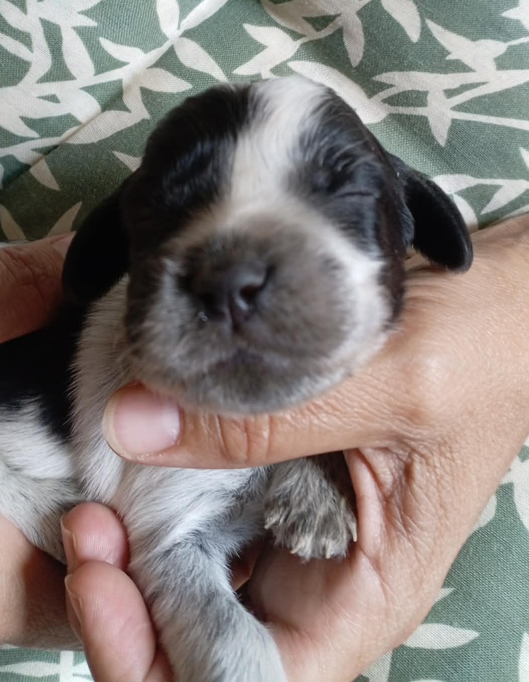 du Clos Maldav - Chiots disponibles - Epagneul bleu de Picardie