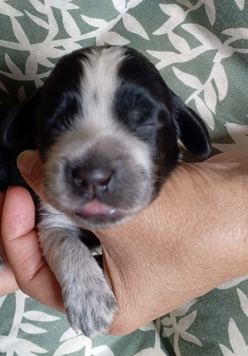 du Clos Maldav - Chiots disponibles - Epagneul bleu de Picardie