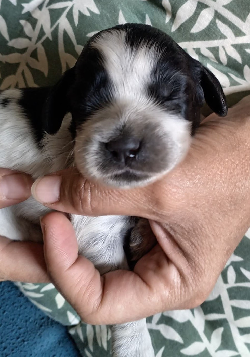 du Clos Maldav - Chiots disponibles - Epagneul bleu de Picardie