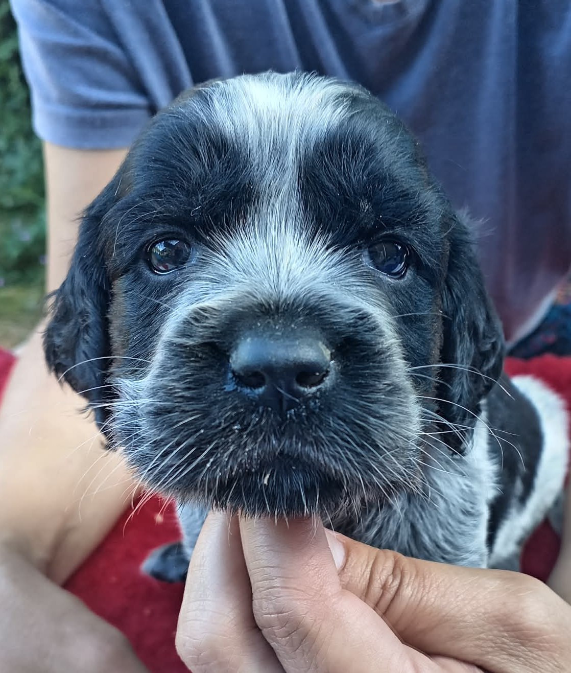 du Clos Maldav - Chiots disponibles - Epagneul bleu de Picardie