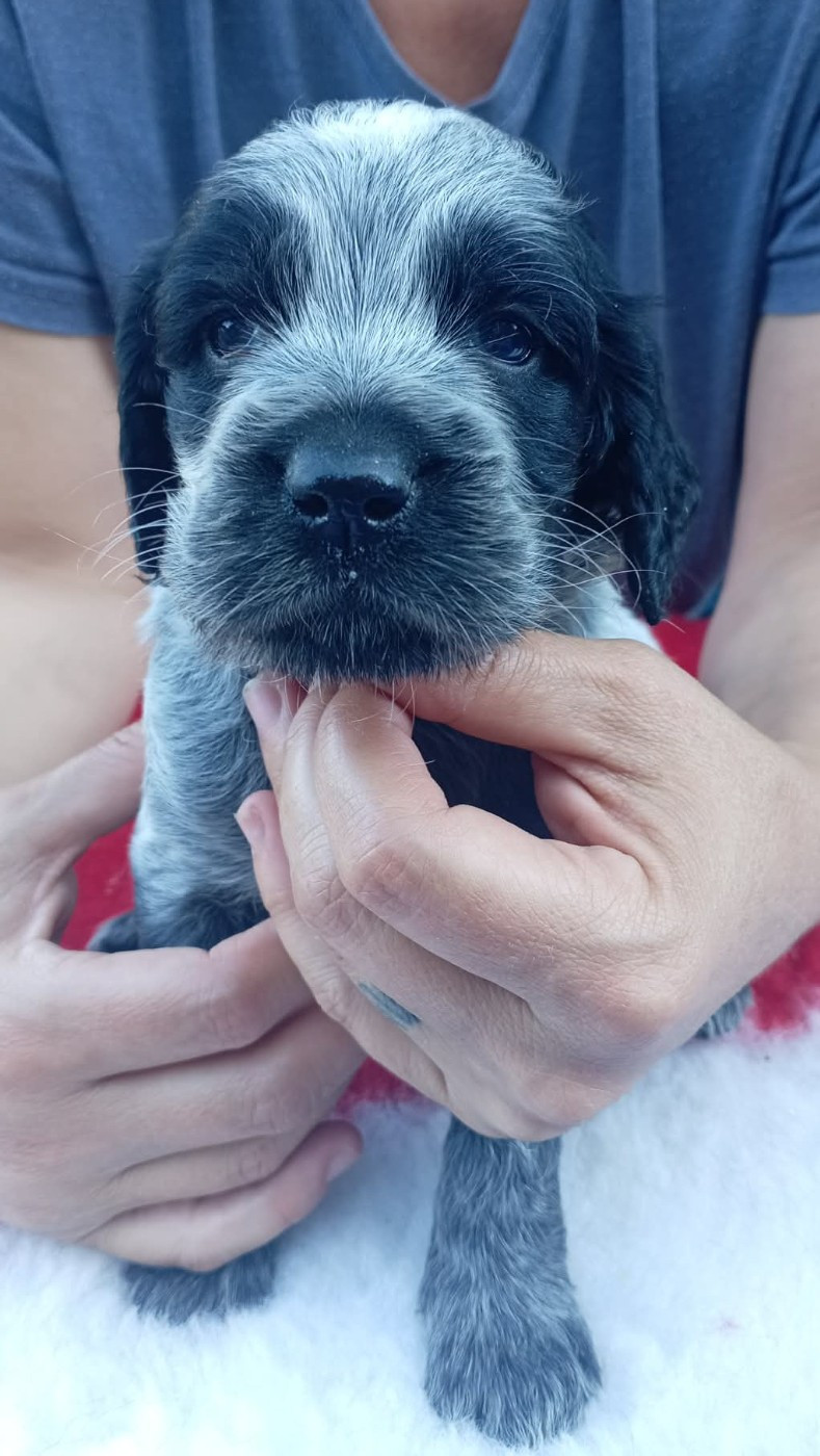 du Clos Maldav - Chiots disponibles - Epagneul bleu de Picardie