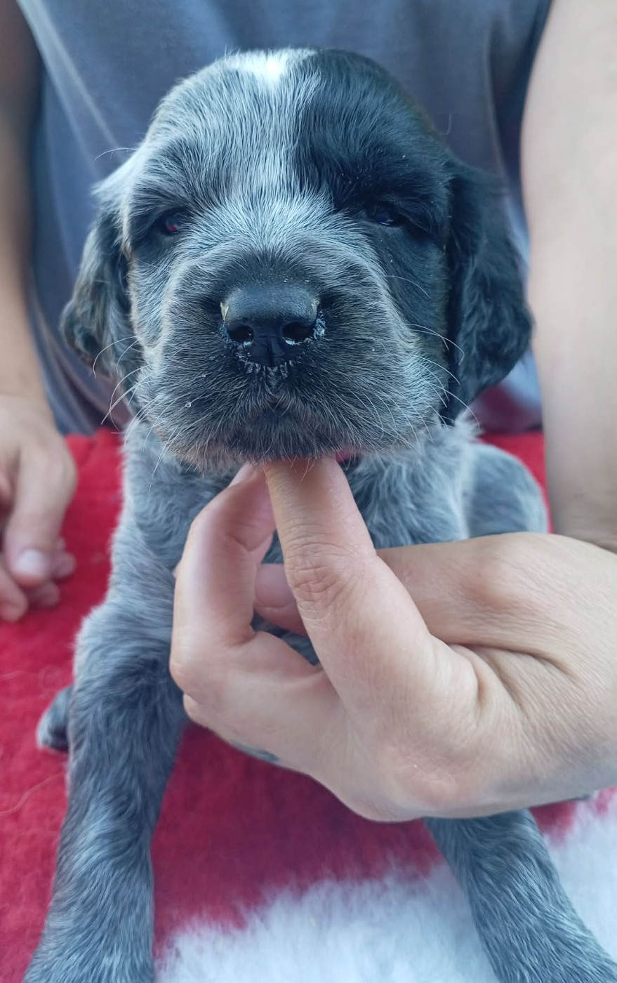 du Clos Maldav - Chiots disponibles - Epagneul bleu de Picardie
