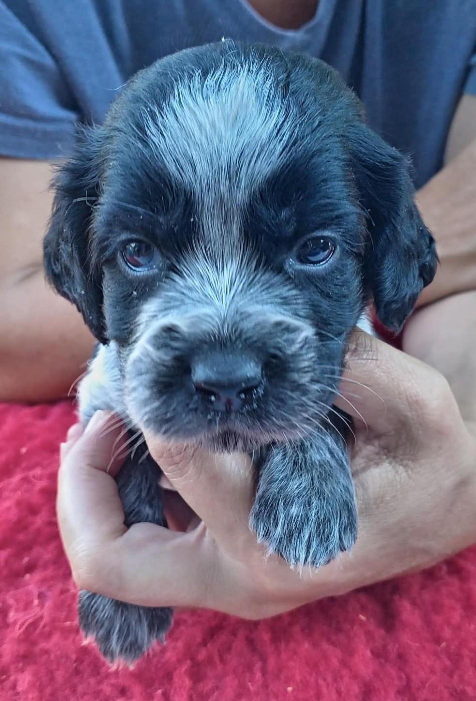 du Clos Maldav - Chiots disponibles - Epagneul bleu de Picardie