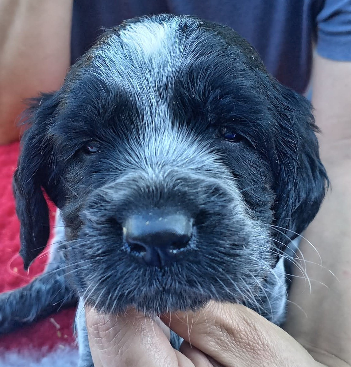 du Clos Maldav - Chiots disponibles - Epagneul bleu de Picardie