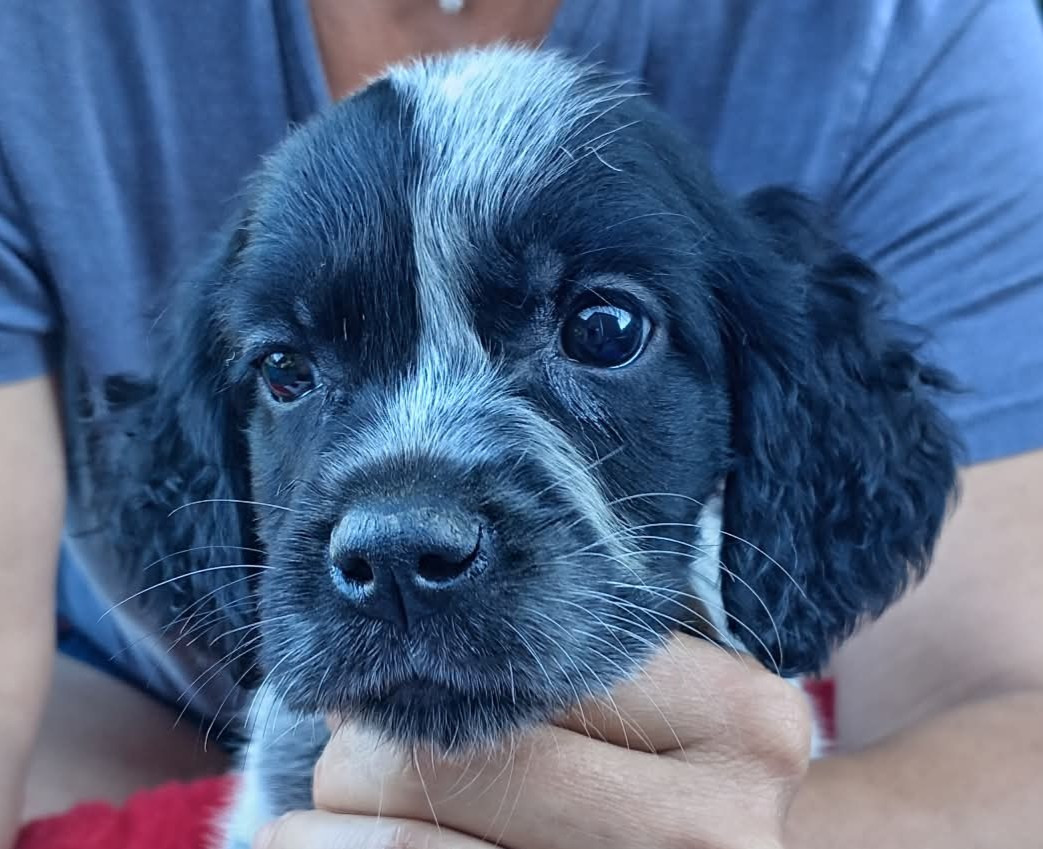 du Clos Maldav - Chiots disponibles - Epagneul bleu de Picardie