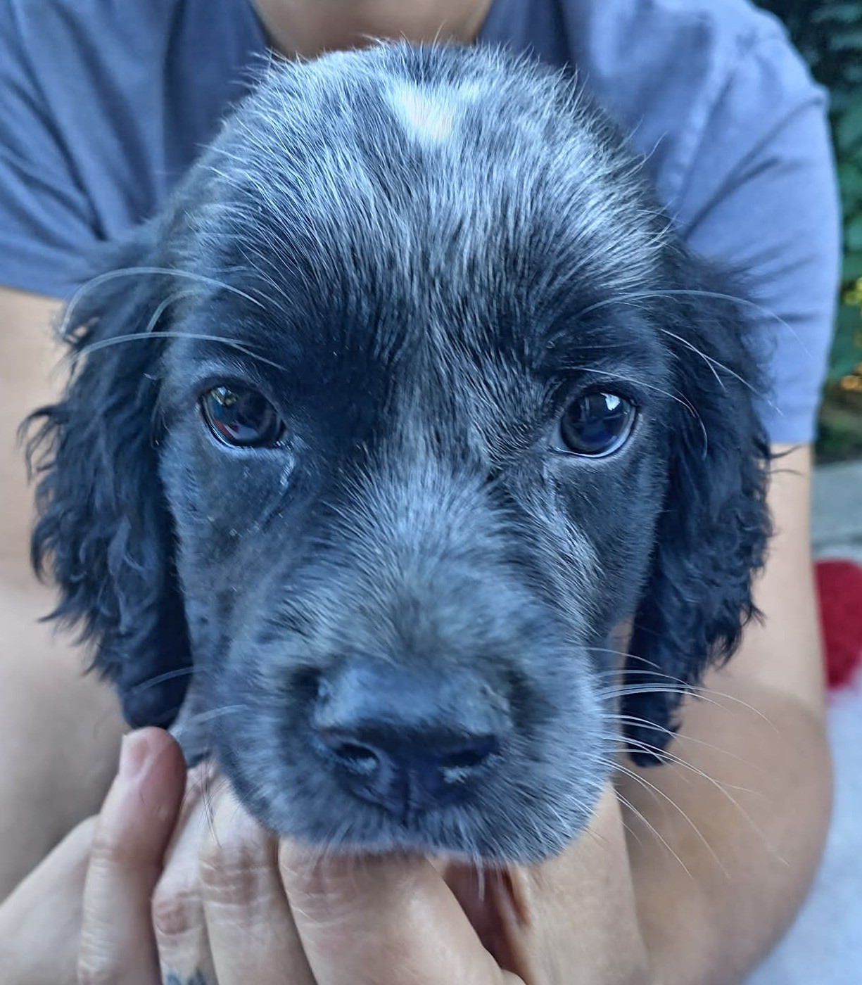 du Clos Maldav - Chiots disponibles - Epagneul bleu de Picardie